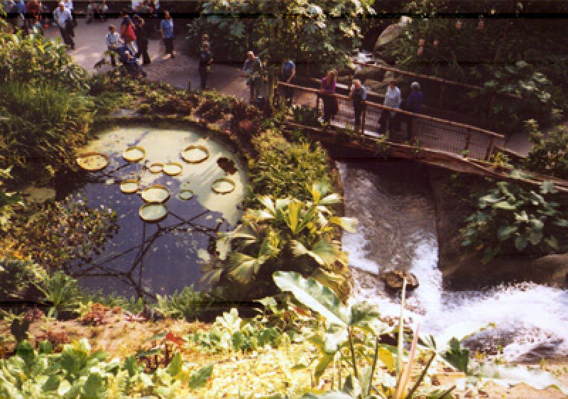 Cornwall,_eden_project_tropical