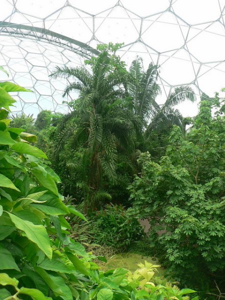 Interior_of_Humid_Tropics_Biome,_Eden_Project_-_geograph.org.uk_-_230041