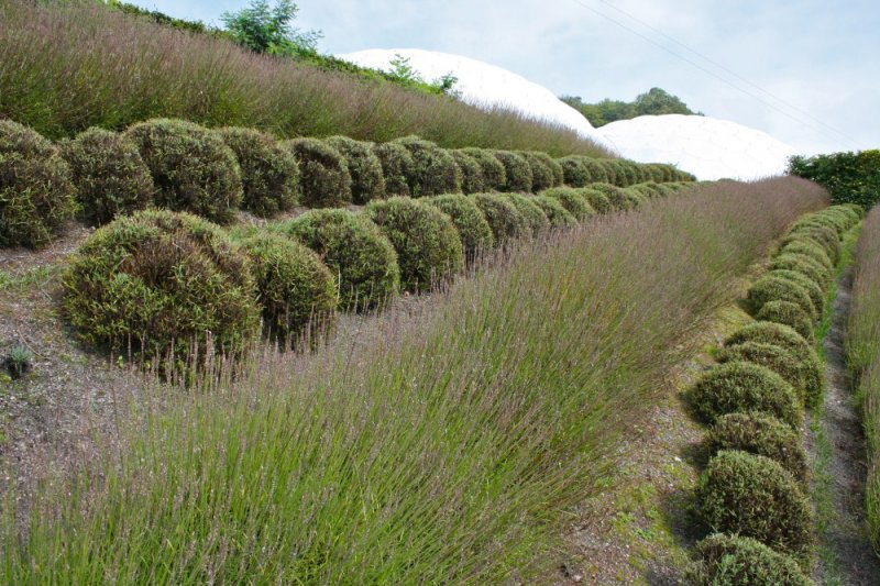 Lavender_at_the_Eden_Project