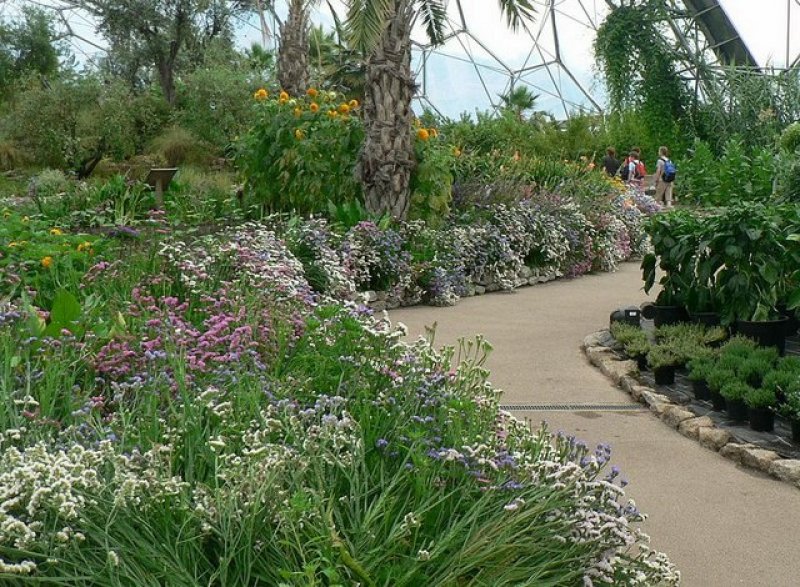 Mainly_Statice,_Warm_Temperate_Biome,_Eden_Project_-_geograph.org.uk_-_230958