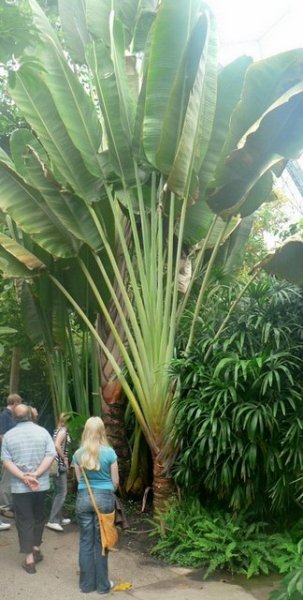 Traveller's_Palm,_Humid_Tropics_Biome,_Eden_Project_-_geograph.org.uk_-_230299