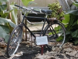 Eden_Banana_Bike