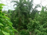 Interior_of_Humid_Tropics_Biome,_Eden_Project_-_geograph.org.uk_-_230041