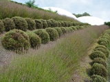 Lavender_at_the_Eden_Project