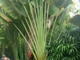 Traveller's_Palm,_Humid_Tropics_Biome,_Eden_Project_-_geograph.org.uk_-_230299