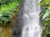 Waterfall_in_the_Tropical_Biome_at_Eden_-_geograph.org.uk_-_1240271