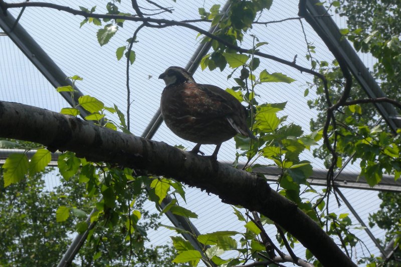 Queens_Zoo_dome_bird_jeh