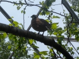 Queens_Zoo_dome_bird_jeh