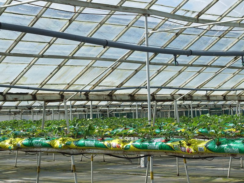 glasshouse_crops_4