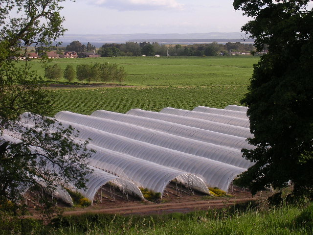 polytunnel_balhungie