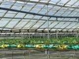 glasshouse_crops_4
