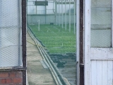 glasshouse_crops_5