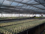 greenhouse_1