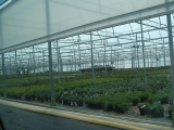 greenhouse_11