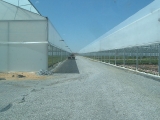 greenhouse_12