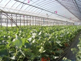 greenhouse_for_strawberry