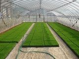 sod_greenhouse_interior