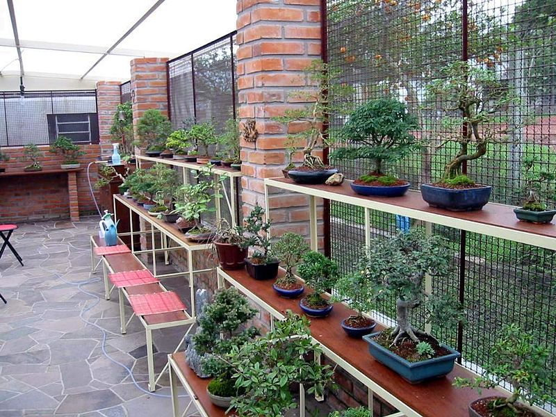 bonsai_nursery_andreasd