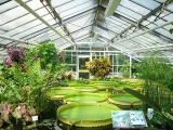 botanischer_garten_bs-seerosen