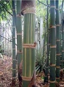 Bamboo species Guadua angustifolia