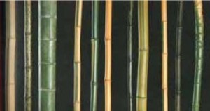 Several bamboo species