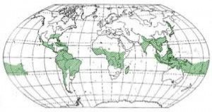 Geographical distribution