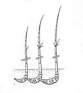 Segments of the cane