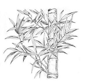 Bamboo cane with branches and leaves