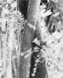 Bamboo flowers