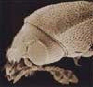 Beetle "Lyctidae"