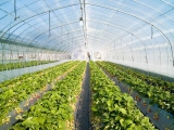 strawberry_greenhouse