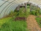 greenhouse-7