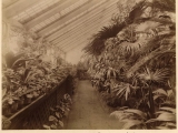 tropical_section_of_a_greenhouse